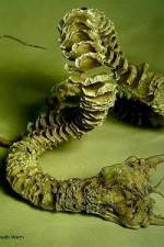 Mongolian Death Worm